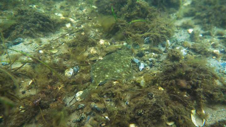 Scholle am Meeresgrund in der Seegraswiese der Ostsee