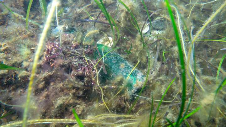 Alte Flasche in der Seegraswiese der Ostsee