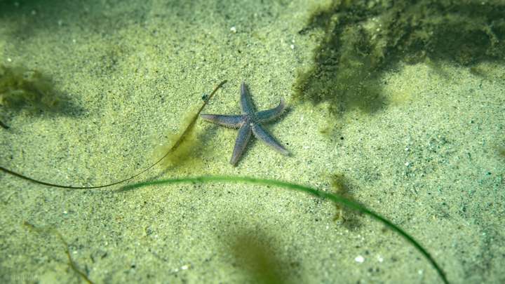 Patrick der Seestern in der Seegraswiese der Ostsee