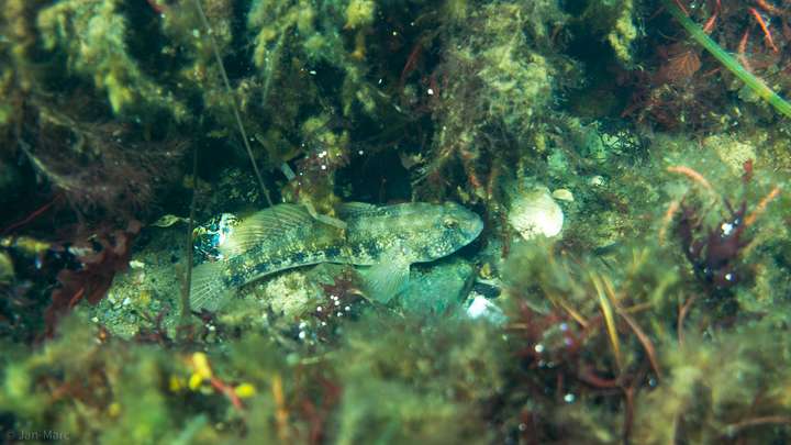 Aalmutter in der Seegraswiese der Ostsee