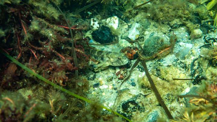 Aalmutter in der Seegraswiese der Ostsee