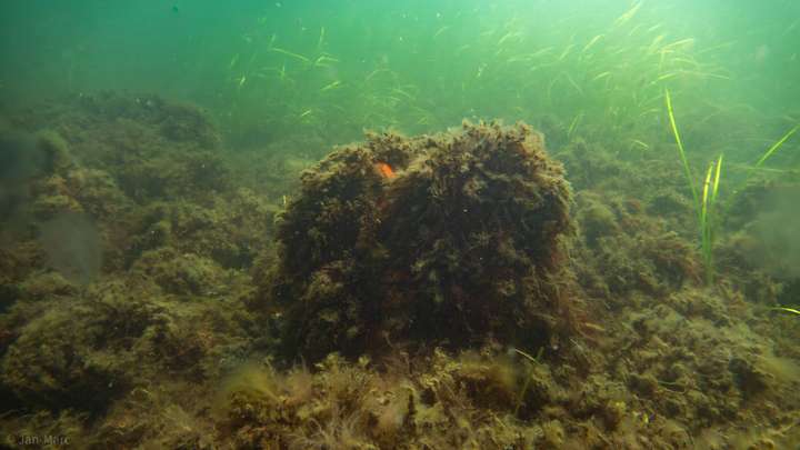 Überwuchertes orangefarbenes Festmacherseil in der Seegraswiese der Ostsee