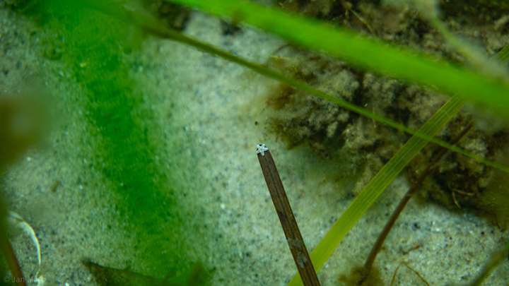 Kleiner Seestern in der Seegraswiese der Ostsee