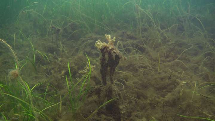 Kleine Blume in der Seegraswiese der Ostsee
