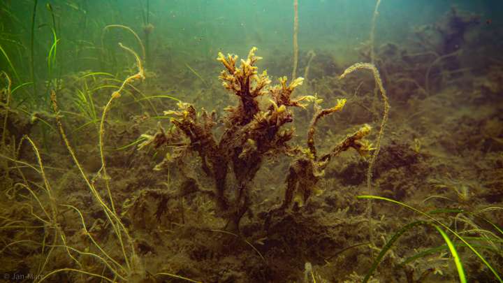 Große Blume in der Seegraswiese der Ostsee