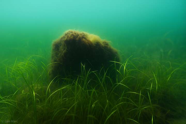 Unterwasserfoto Ostsee Seegraswiese mit Algenfelsen