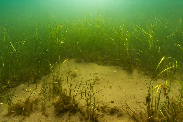 Unterwasserfoto Ostsee Sandgrund mit Seegraswiese