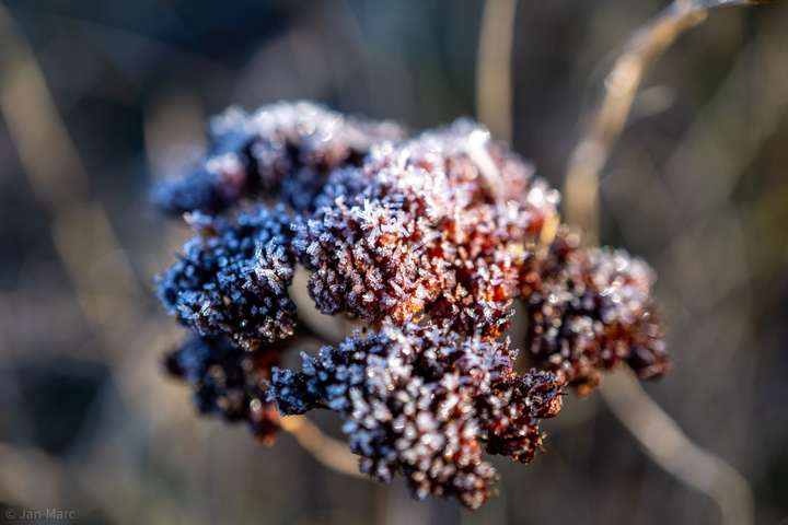 Vereiste Blütenstände im Winter mit feinen Eiskristallen