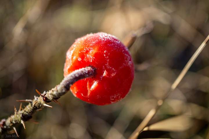 Rote Hagebutte mit Raureif an einem kalten Wintermorgen
