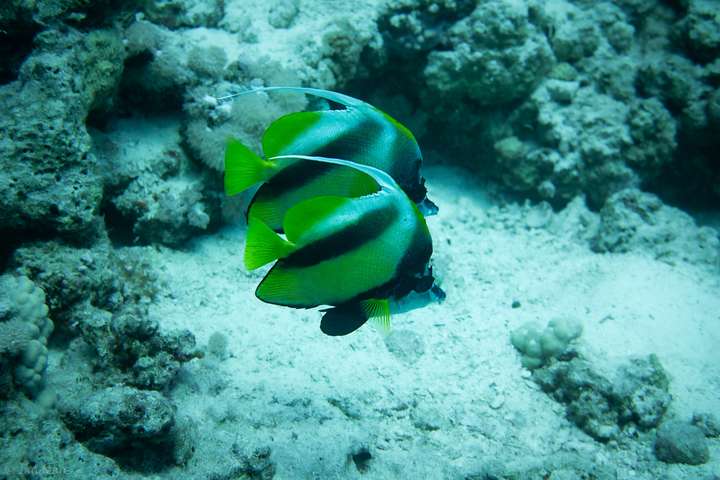 Zwei Bannerfische bei Abu Ramada South Hurghada im Roten Meer über sandigem Meeresboden – Unterwasserfotografie Ägypten