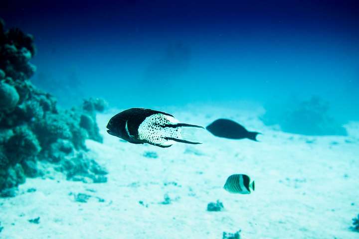 Langflossen-Fahnenbarsch (Heniochus intermedius) über sandigem Plateau bei Abu Ramada South nahe Hurghada im Roten Meer. Der schwarz-weiß gezeichnete Bannerfisch mit seiner charakteristischen verlängerten Rückenflosse gleitet ruhig zwischen Korallenblöcken und offenen Sandflächen. Unterwasseraufnahme eines Tauchgangs 2026 in Ägypten.