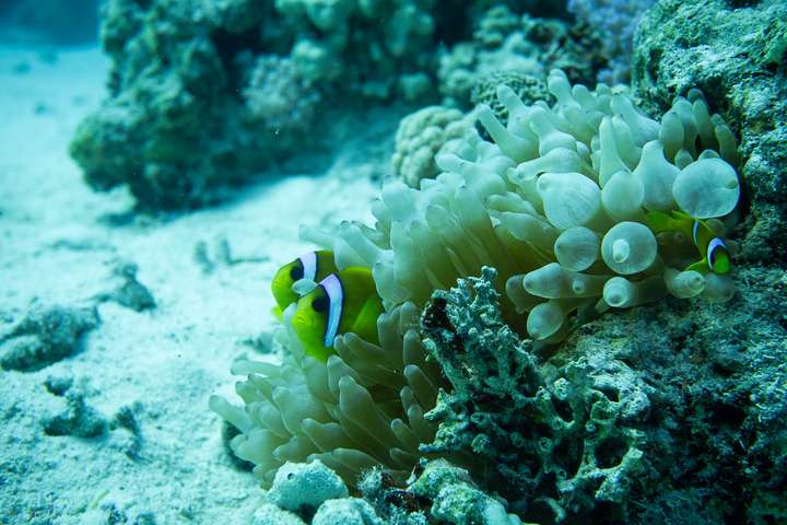 Clownfisch in Seeanemone bei Abu Ramada South Hurghada im Roten Meer – Unterwasserfotografie Ägypten Korallenriff