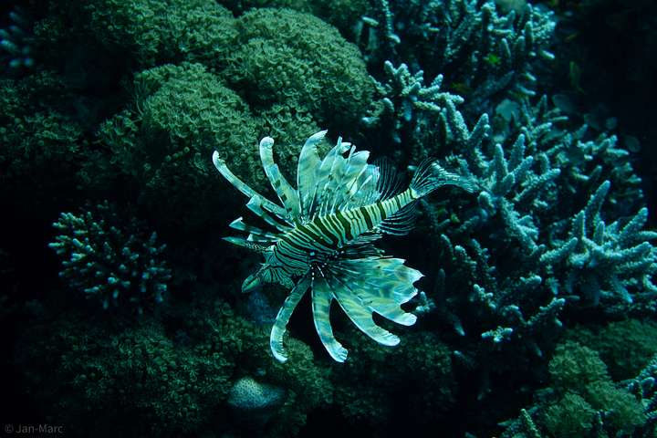 Rotfeuerfisch (Pterois miles) am Korallenriff von Abu Ramada South bei Hurghada im Roten Meer. Der charakteristische Fächer aus langen, giftigen Flossenstrahlen und die kontrastreiche Streifenzeichnung machen den Feuerfisch zu einem markanten Bewohner ägyptischer Riffe. Unterwasseraufnahme eines Tauchgangs 2026 zwischen Hartkorallen und Riffstrukturen.