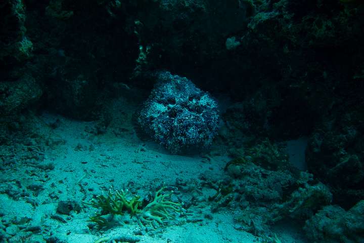 Steinfisch (Synanceia verrucosa) gut getarnt am Korallenriff von Abu Ramada South bei Hurghada im Roten Meer. Der stark strukturierte, algenbewachsene Körper verschmilzt nahezu vollständig mit dem sandigen Untergrund und den umliegenden Riffstrukturen. Unterwasseraufnahme eines Tauchgangs 2026 in Ägypten.