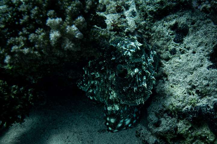 Oktopus in Korallenspalte bei El Fanadir North Hurghada im Roten Meer – Unterwasserfotografie eines getarnten Kraken.
