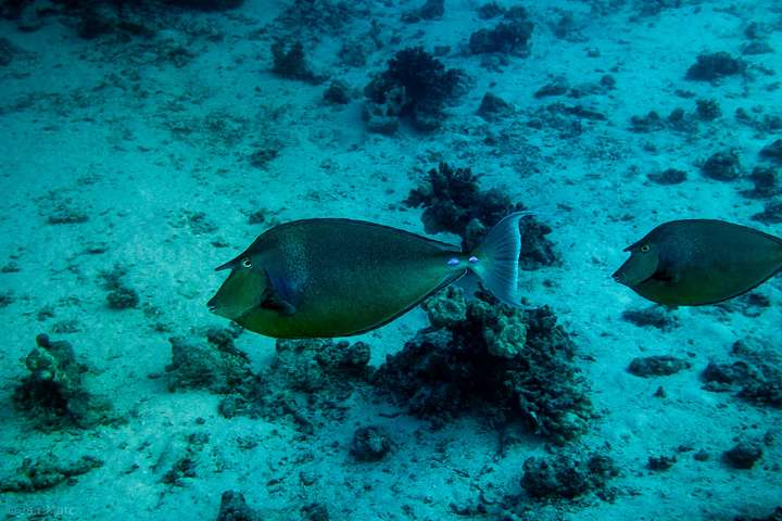 Zwei Doktorfische über sandigem Grund bei El Fanadir North Hurghada im Roten Meer – Unterwasserfotografie eines küstennahen Riffs.