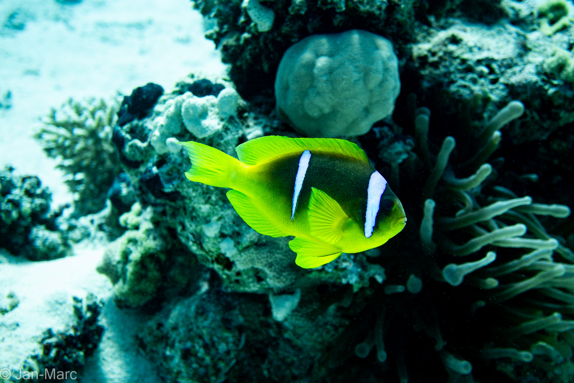 Gelber Anemonenfisch vor Korallen am Tauchplatz Gota Abu Ramada bei Hurghada im Roten Meer