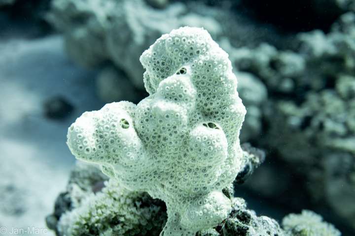 Helle Steinkoralle mit deutlich sichtbaren Polypen am Tauchplatz Gota Abu Ramada bei Hurghada im Roten Meer.