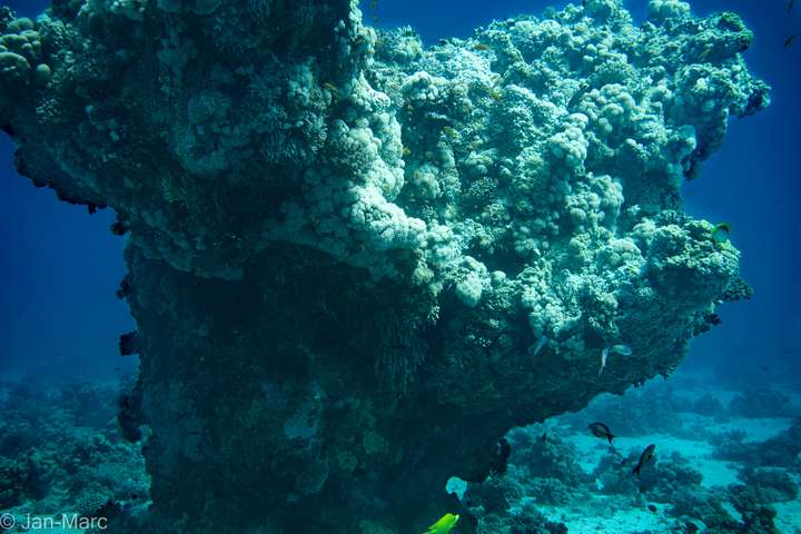 Großer Korallenblock am Tauchplatz Gota Abu Ramada bei Hurghada im Roten Meer, umgeben von Rifffischen über sandigem Meeresboden.