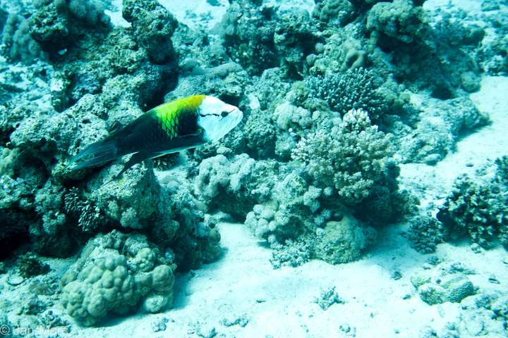 Papageifisch schwimmt über sandigem Meeresboden und Korallen am Tauchplatz Gota Abu Ramada bei Hurghada im Roten Meer.