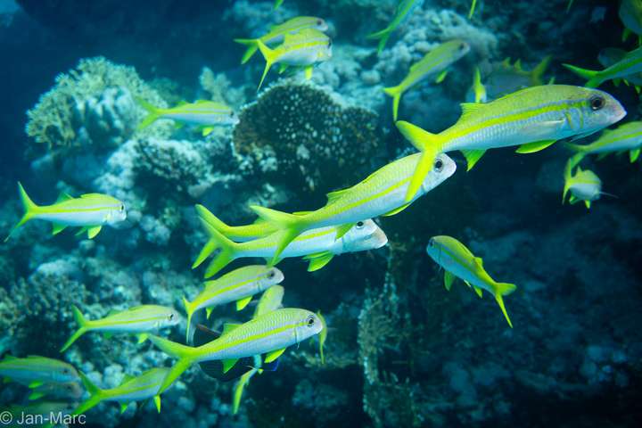 Schwarm gelb gestreifter Rifffische vor Korallen am Tauchplatz Gota Abu Ramada bei Hurghada im Roten Meer.
