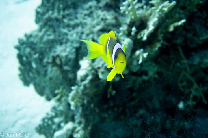 Zweibinden-Anemonenfisch schwimmt vor einem Korallenriff am Tauchplatz Gota Abu Ramada bei Hurghada im Roten Meer.