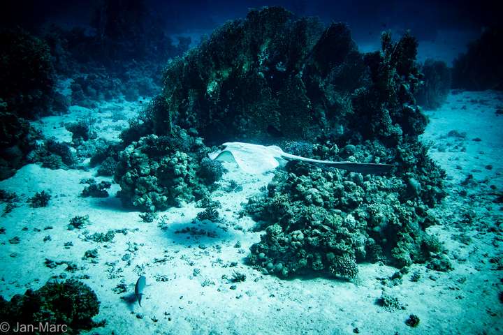 Federschwanzrochen gleitet über sandigen Meeresboden am Tauchplatz Gota Abu Ramada bei Hurghada im Roten Meer, zwischen Korallenblöcken.