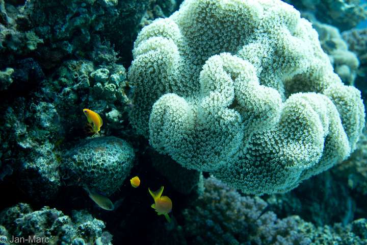Gelbe Rifffische schwimmen neben einer großen Steinkoralle am Tauchplatz Gota Abu Ramada bei Hurghada im Roten Meer.