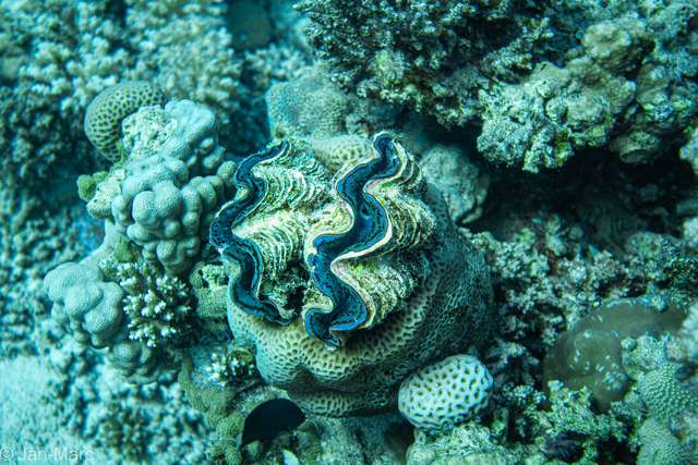 Riesenmuschel (Tridacna) zwischen Steinkorallen am Tauchplatz Shaab Sabina im Roten Meer bei Hurghada.