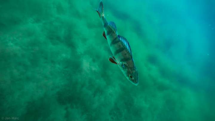 Tauchen im Kreidesee Hemmoor – kleiner Fisch unter Wasser