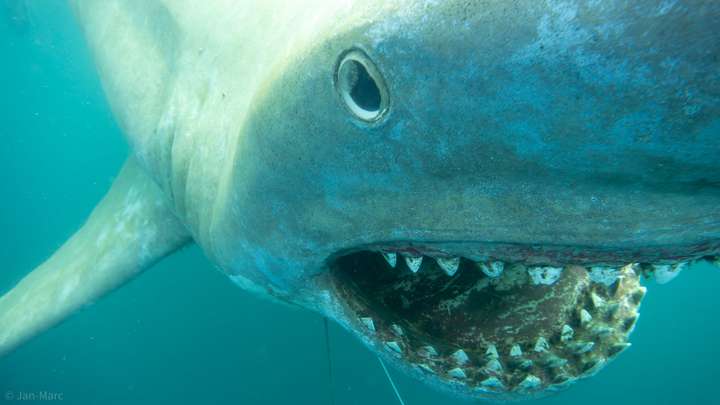 Tauchen im Kreidesee Hemmoor – der legendäre Unterwasserhai