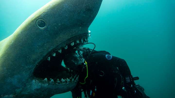 Tauchen im Kreidesee Hemmoor – legendärer Hai mit geöffnetem Maul