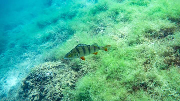 Tauchen im Kreidesee Hemmoor – grüner Teppich aus Pflanzen auf dem Seegrund