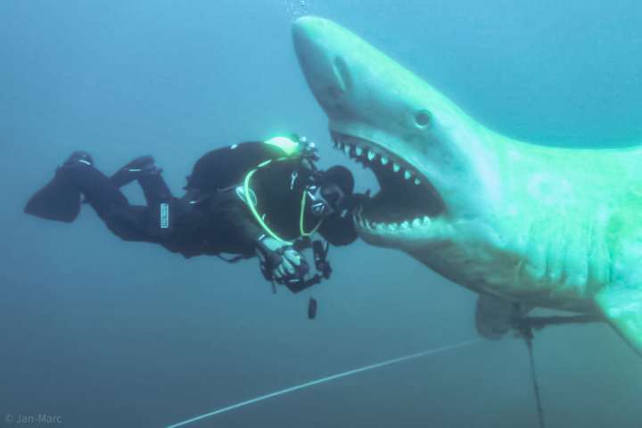Tauchen im Kreidesee Hemmoor – Foto mit dem Kopf im Maul des Unterwasserhais