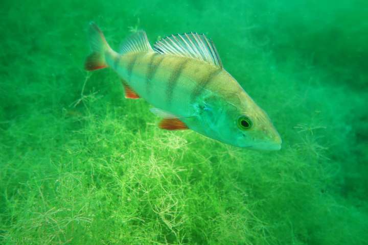 Tauchen im Kreidesee Hemmoor – gelungene Nahaufnahme eines Fisches