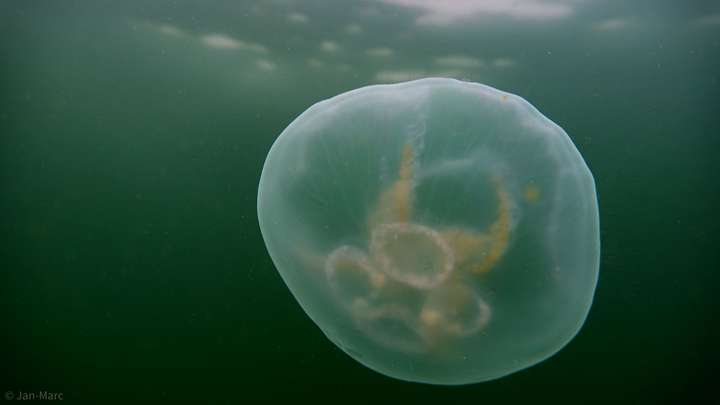 Anmutige Qualle im Wasser – schwebend und elegant fotografiert