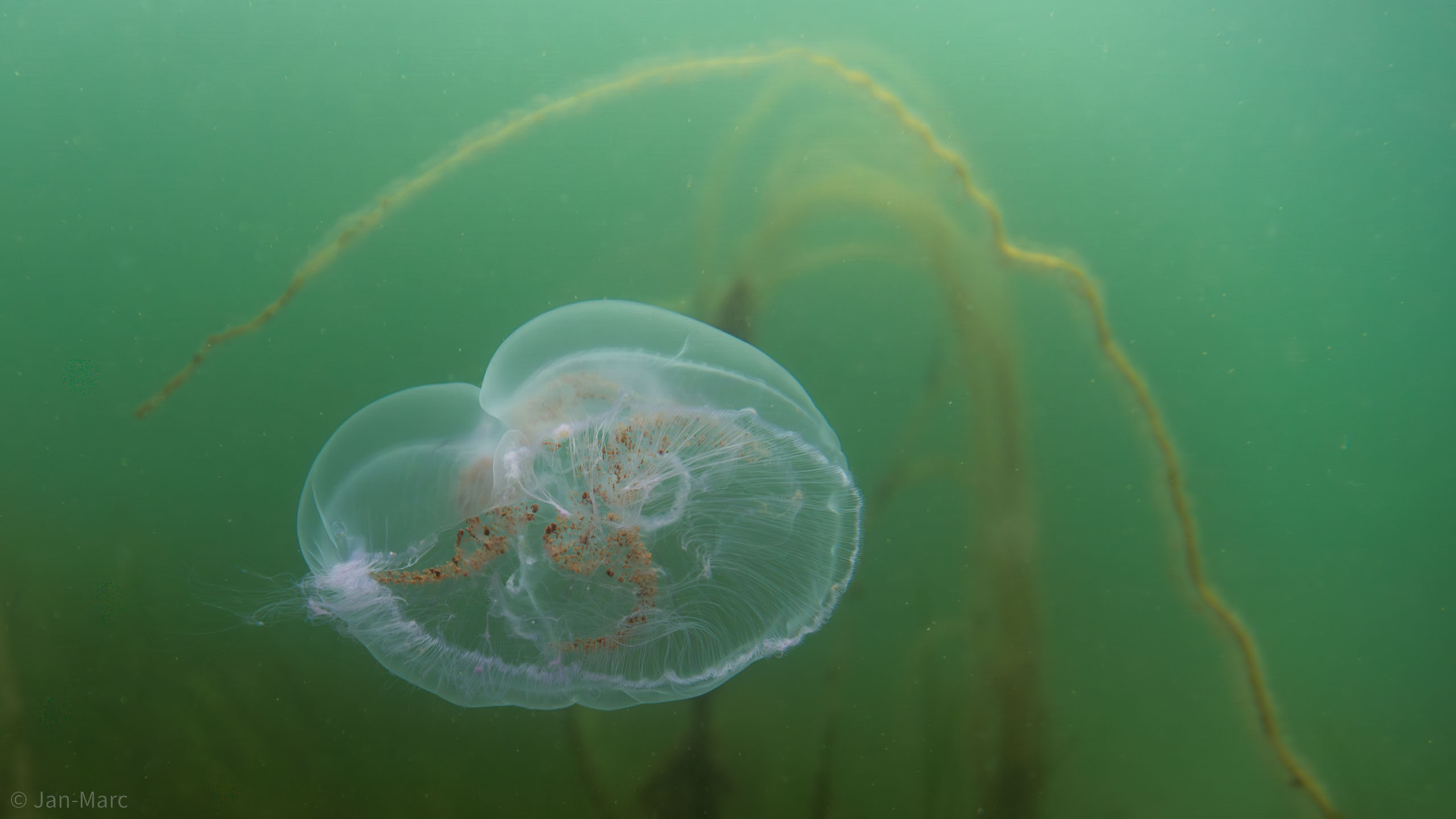 Anmutige Qualle im Wasser – schwebend und elegant fotografiert