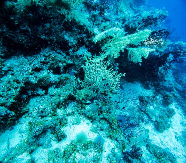 In der Tiefe von über 30 Metern verschwindet das Rot der Unterwasserpflanzen und die Farben wirken bläulich-grün.