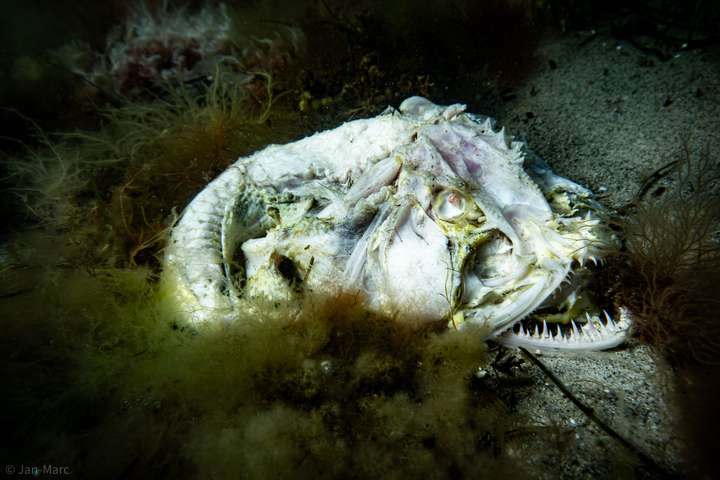in seltenes Seeteufelskelett liegt verborgen zwischen den Seegraswiesen der Ostsee.