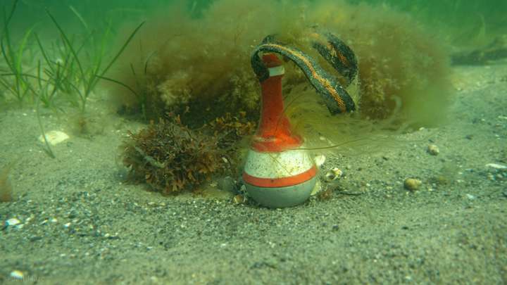 Nahaufnahme einer Wasserschnecke in den Seegraswiesen der Ostsee.