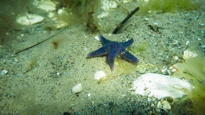 Besonders hübscher Seestern, den ich in der Ostsee entdeckt habe.