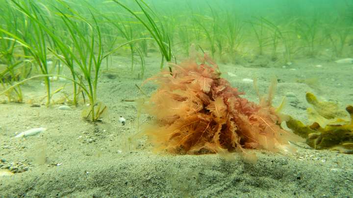 Zarte Puschelblume wiegt sich sanft in den Strömungen der Ostsee.