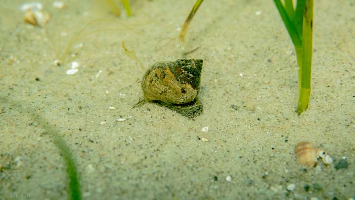 Nahaufnahme einer Wasserschnecke in den Seegraswiesen der Ostsee.