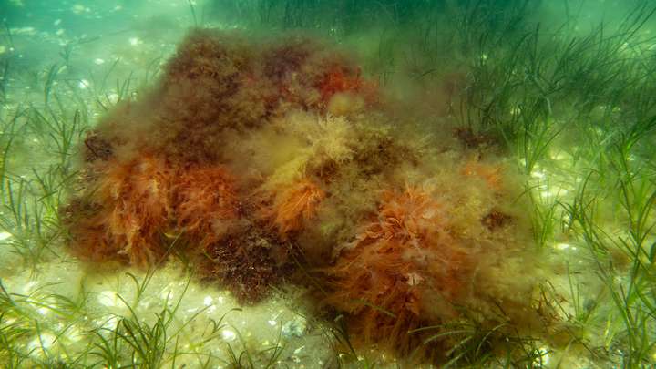 Zarte Puschelblumen wiegen sich sanft in den Strömungen der Ostsee.