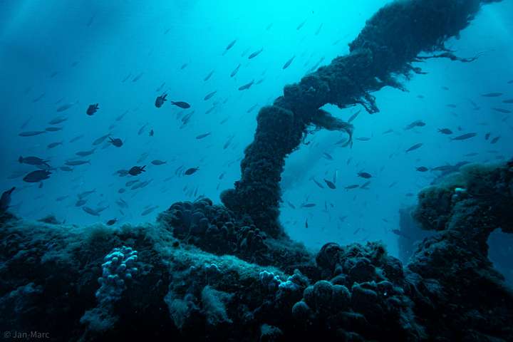 Am Schiffskörper des Wracks tummeln sich zahlreiche Meeresbewohner