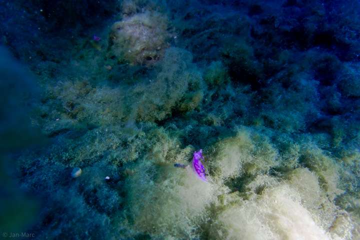 Die auffällige lila Meeresschnecke ist ein Highlight für Unterwasserfotografen.