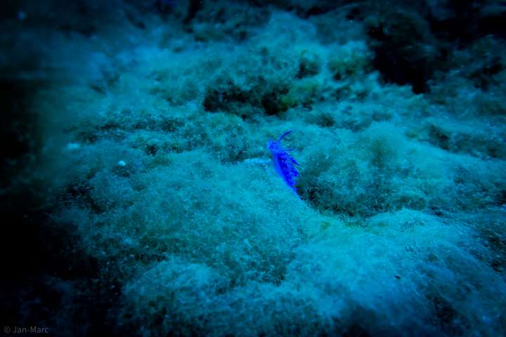 Eine leuchtend blaue Nacktschnecke sorgt für faszinierende Unterwassermotive