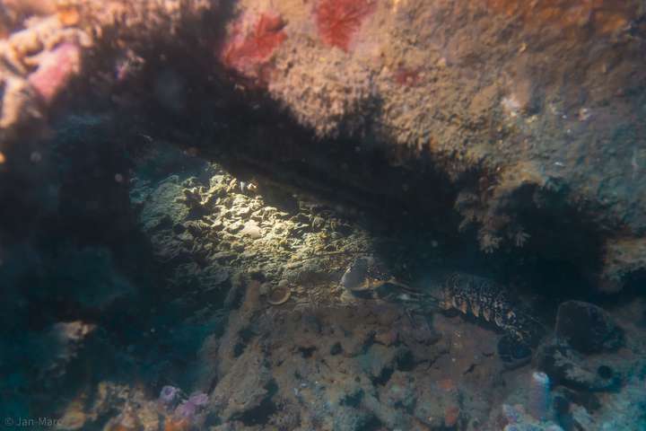 Zwischen den Wrackteilen entdeckt man einen großen Hummer, der sich geschickt versteckt