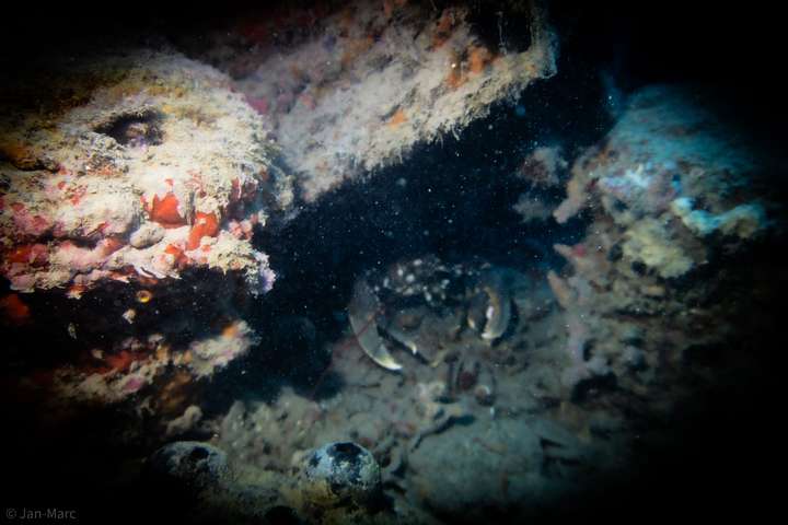 Deutlich zu erkennen sind die beeindruckenden Scheren des Hummers