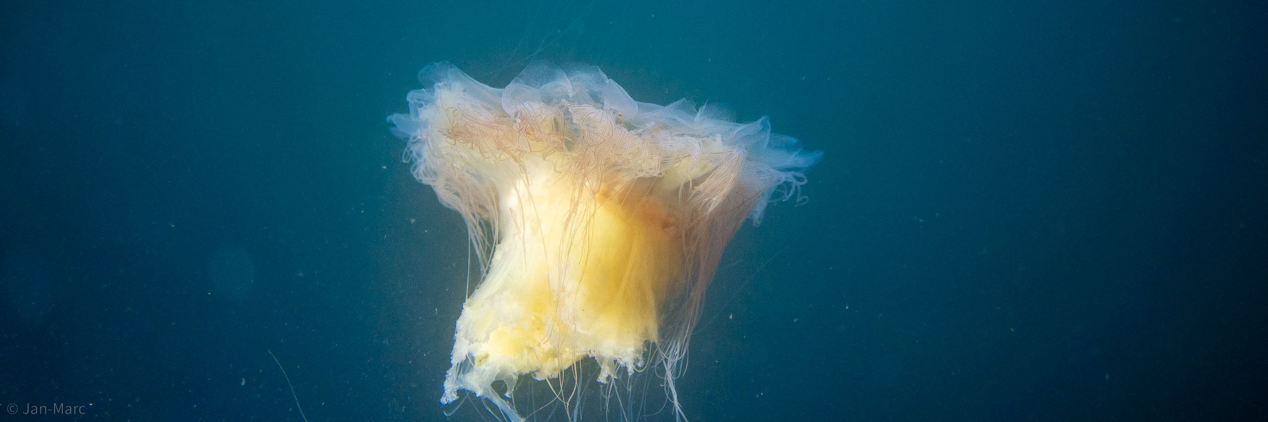 Eine große Ohrenqualle schwebt frei im offenen Wasser der Ostsee. Der helle, gelblich schimmernde Körper hebt sich deutlich vom tiefblauen Hintergrund ab, während lange, feine Tentakel und Schleierfäden ruhig nach unten treiben. Das Motiv wirkt ruhig und fast schwerelos.